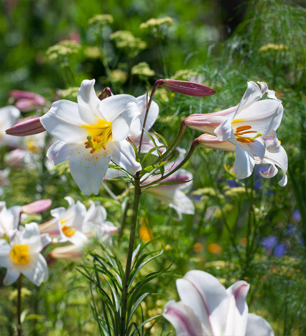 Sarah Raven Scented Lily Blumenzwiebeln 3 Stück duftend weiß