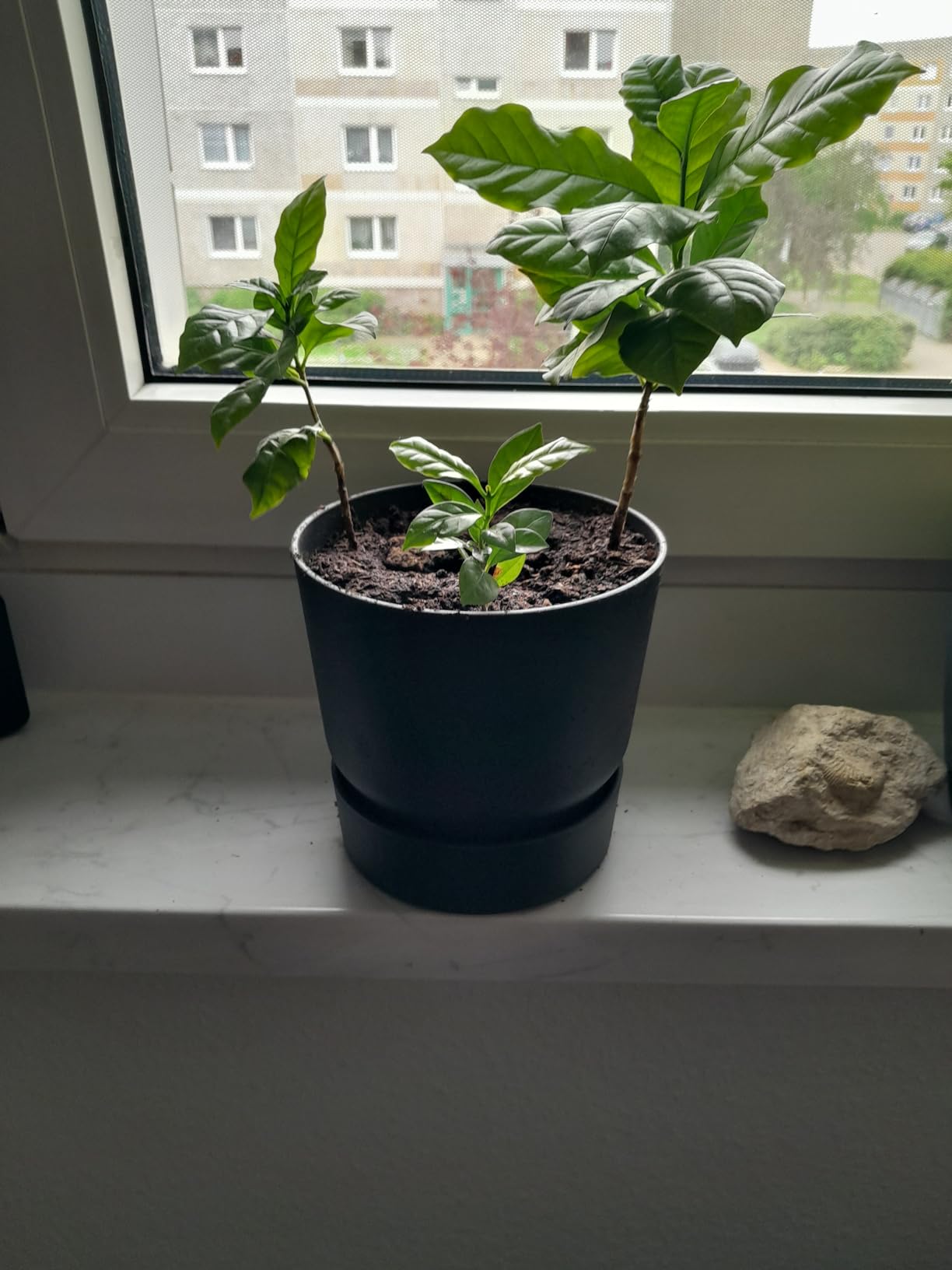 elho Greenville Rund 25 cm Blumentopf Living Schwarz frostbeständig