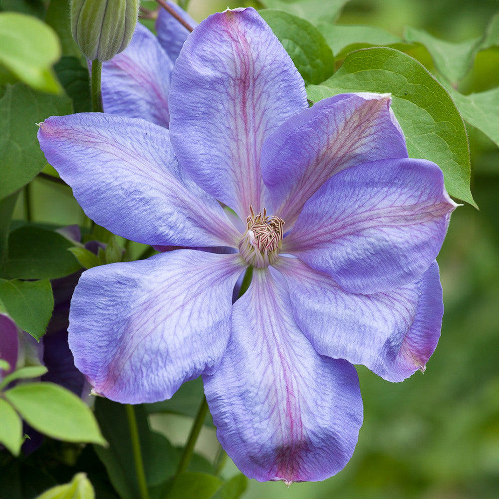 Sarah Raven Plants Clematis Mrs Cholmondeley Pflanze 1x 2L Topf helllila