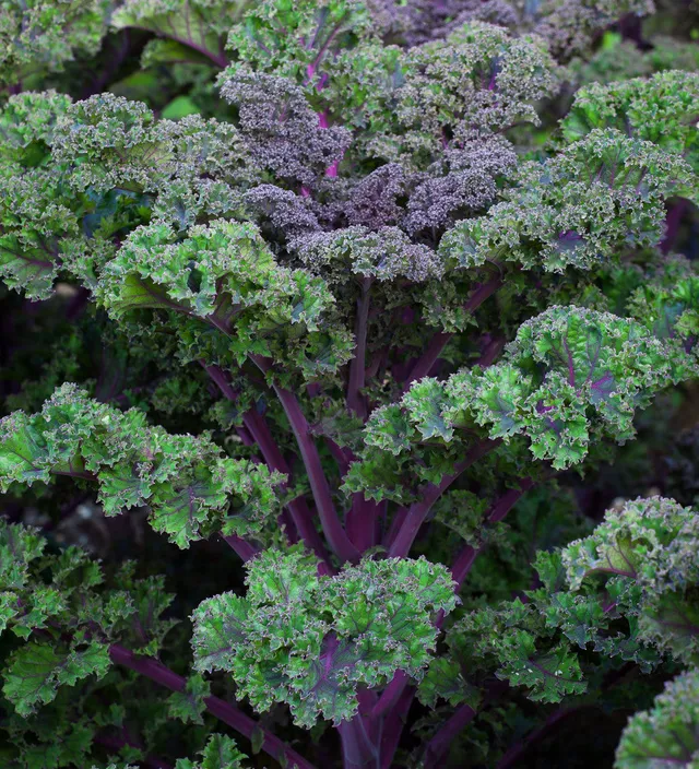 Sarah Raven Seeds Kale Curly Scarlet Gemüsesamen 400 Samen Zwerg