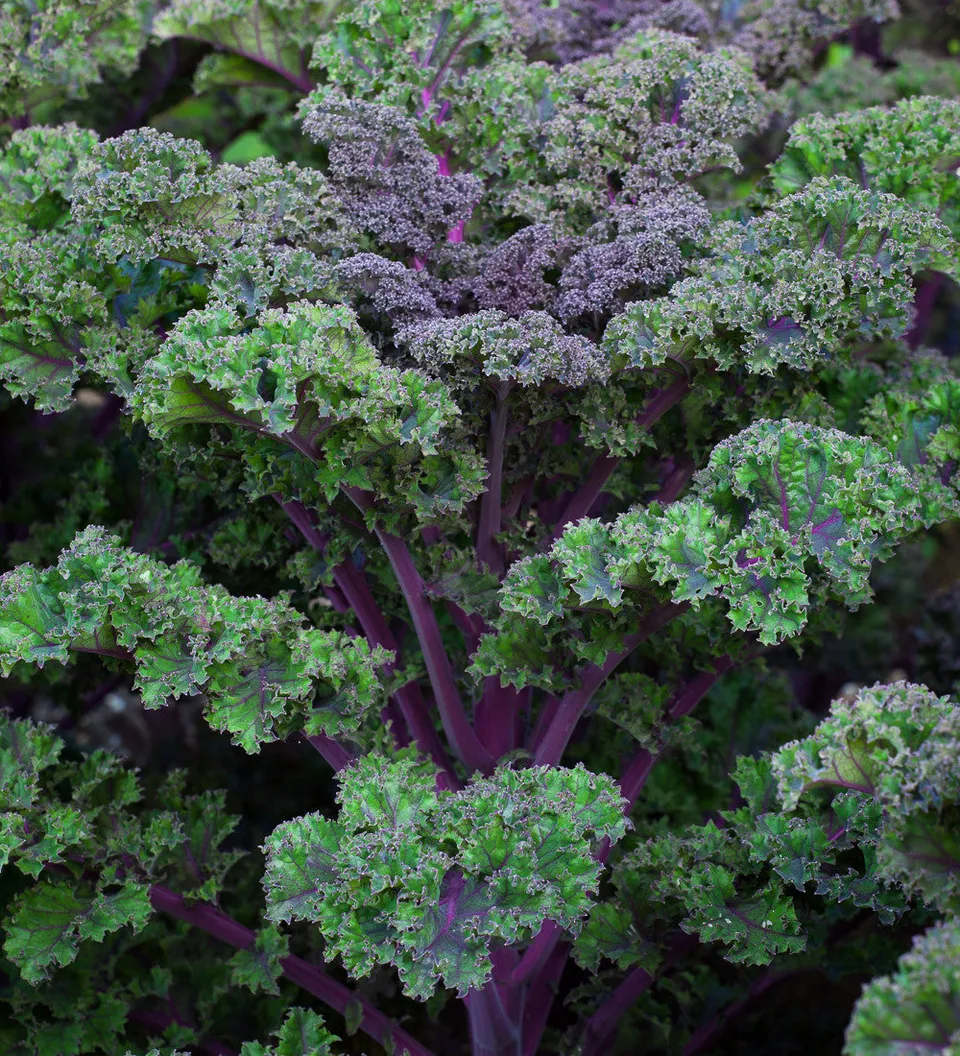Sarah Raven Seeds Kale Curly Scarlet Gemüsesamen 400 Samen Zwerg