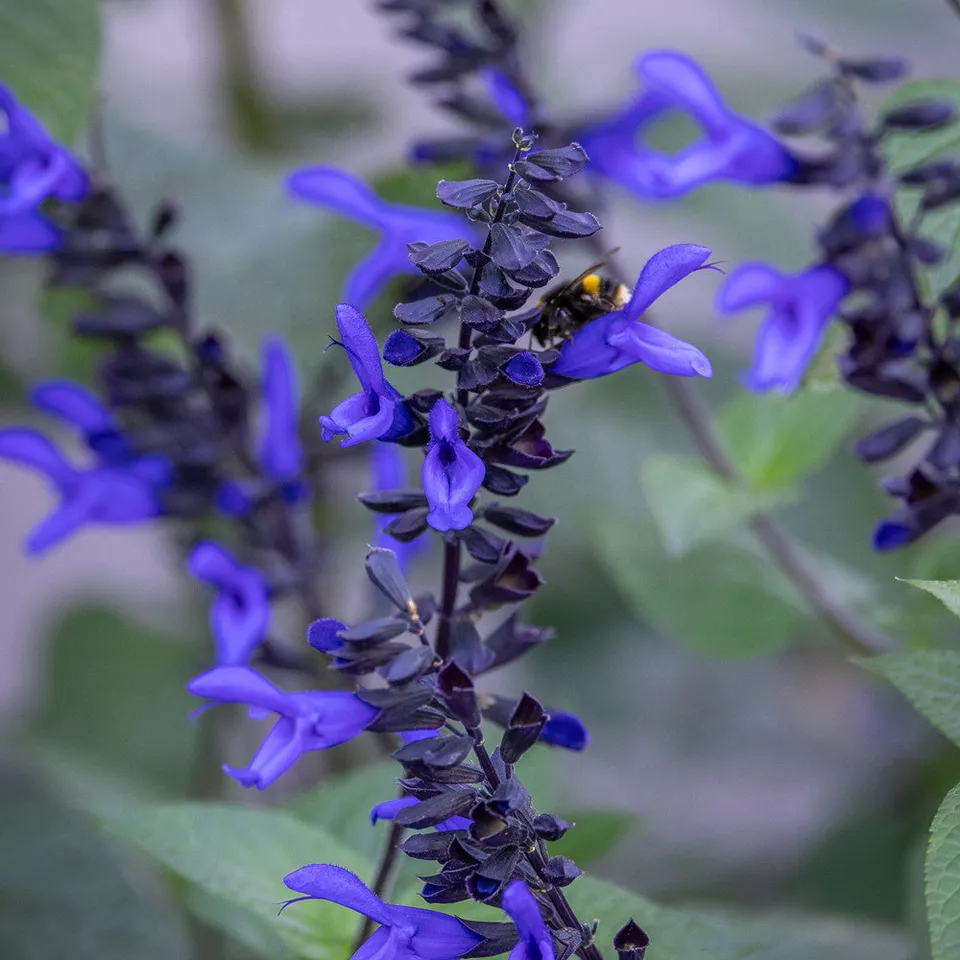 Sarah Raven Salvia Black and Blue Salbei 3 x 9cm Töpfe