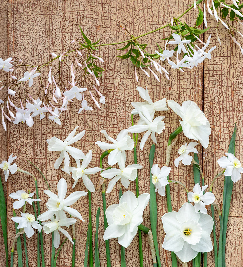 Sarah Raven Bulbs Scented White Narcissus Collection Blumenzwiebeln 30 Stück duftend weiß