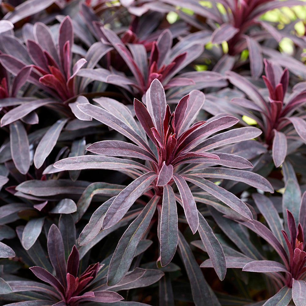 Sarah Raven Plants Euphorbia Miners Merlot Pflanze 3x 9cm