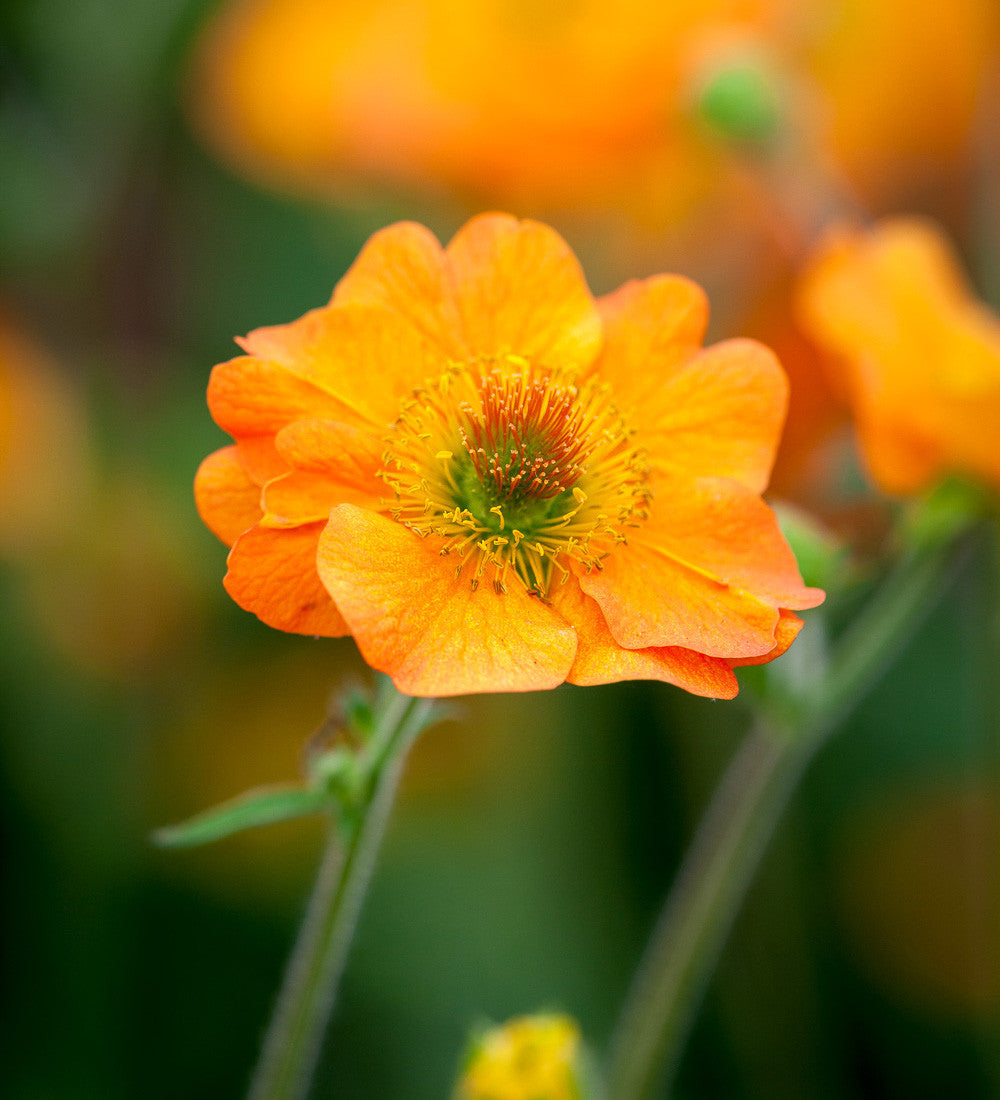 Sarah Raven Geum Totally Tangerine Staude 3x9cm Topf