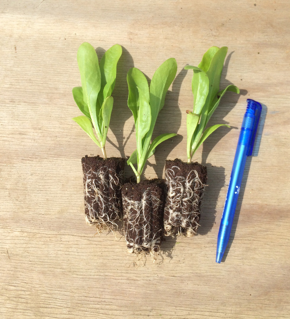 Sarah Raven Plants Calendula Indian Prince Samen 125 Samen