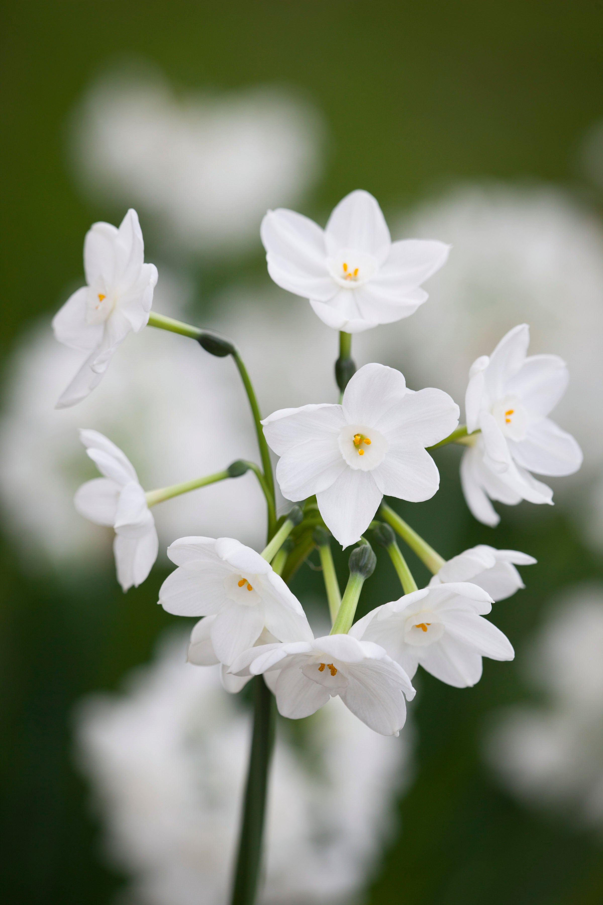 Sarah Raven Bulbs Narcissus Inbal Blumenzwiebeln 10 Stück früh