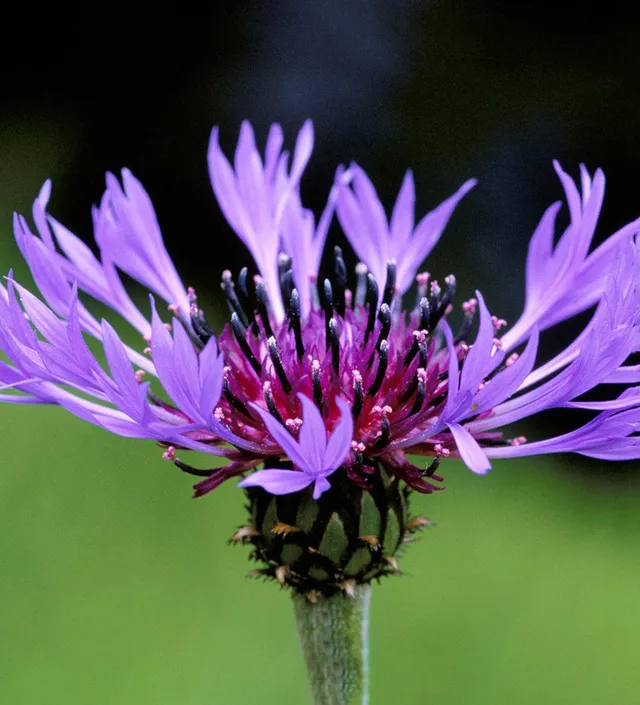 Sarah Raven Plants Centaurea montana Pflanze 1x 2L Topf blau