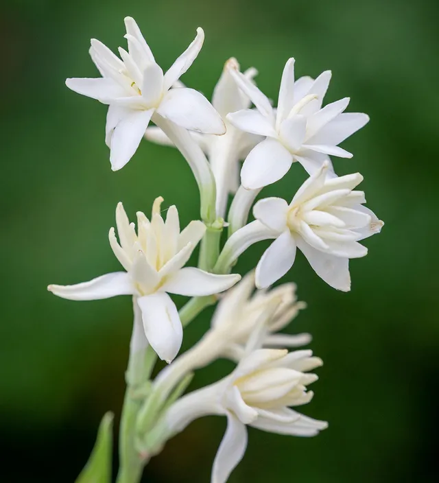 Sarah Raven Bulbs Polyanthes The Pearl Tuberose 5 Knollen Duft
