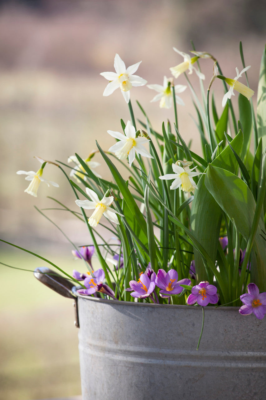 Sarah Raven Bulbs Narcissus 'Elka' Zwiebeln 30 Zwiebeln elfenbein