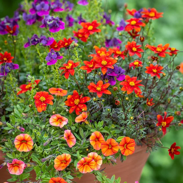Sarah Raven Plants Living Table Centre Pflanzen 9x9cm Töpfe Blumenkasten
