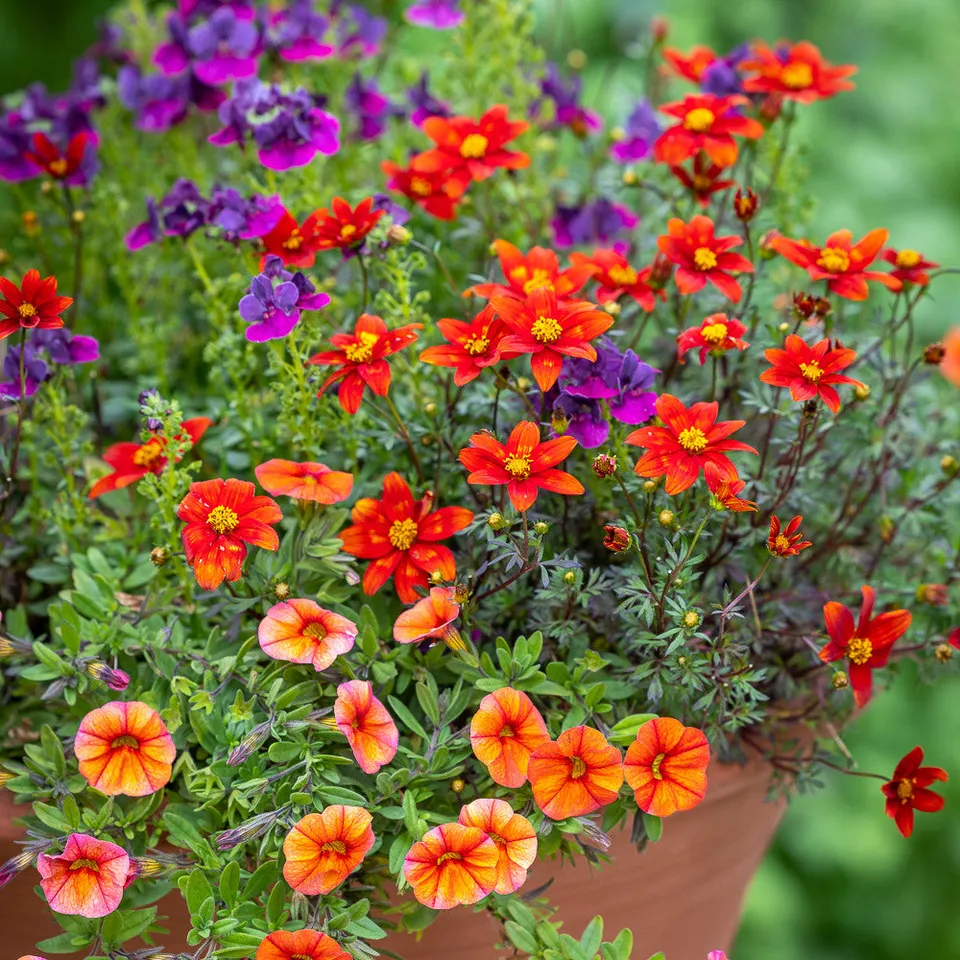 Sarah Raven Plants Living Table Centre Pflanzen 9x9cm Töpfe Blumenkasten