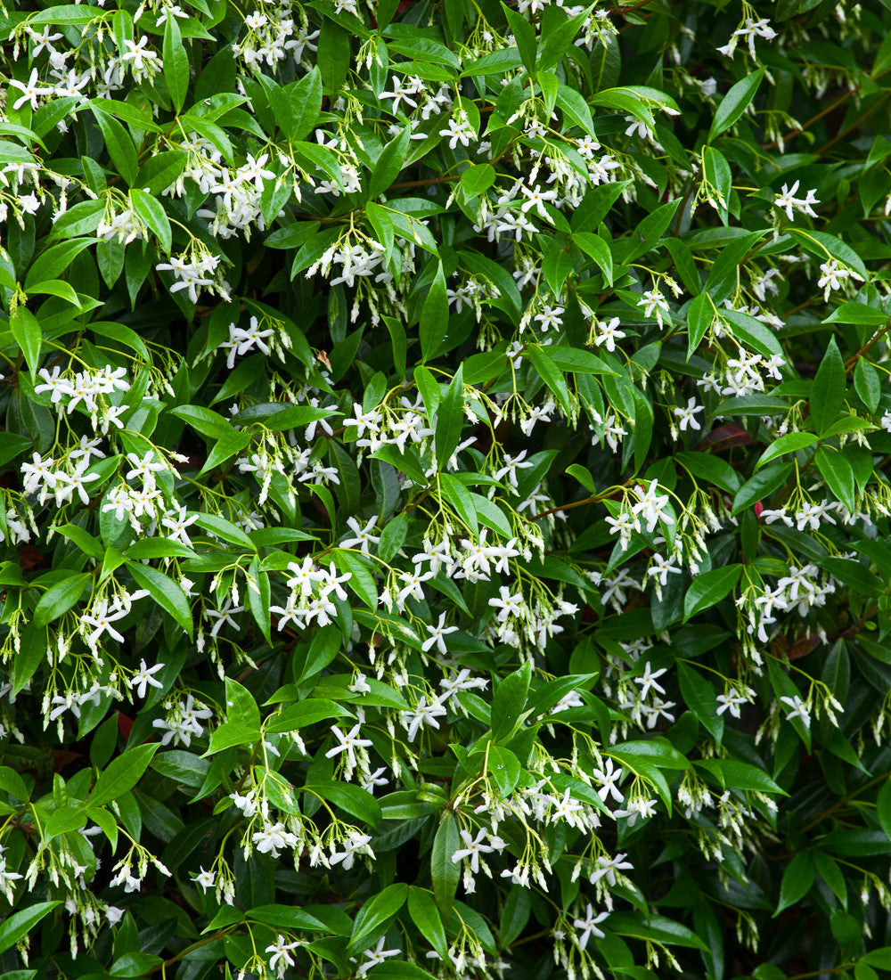 Sarah Raven Plants Trachelospermum jasminoides Pflanze 3L Topf