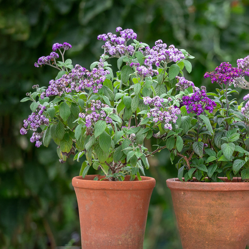 Sarah Raven Plants Heliotropium Reva Duftpflanze 3x9cm Topf