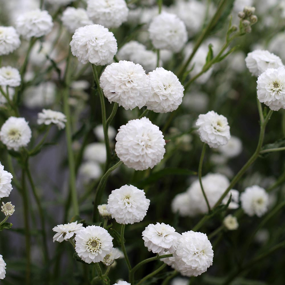 Sarah Raven Plants Achillea Peter Cottontail Pflanze 3x9cm weiß