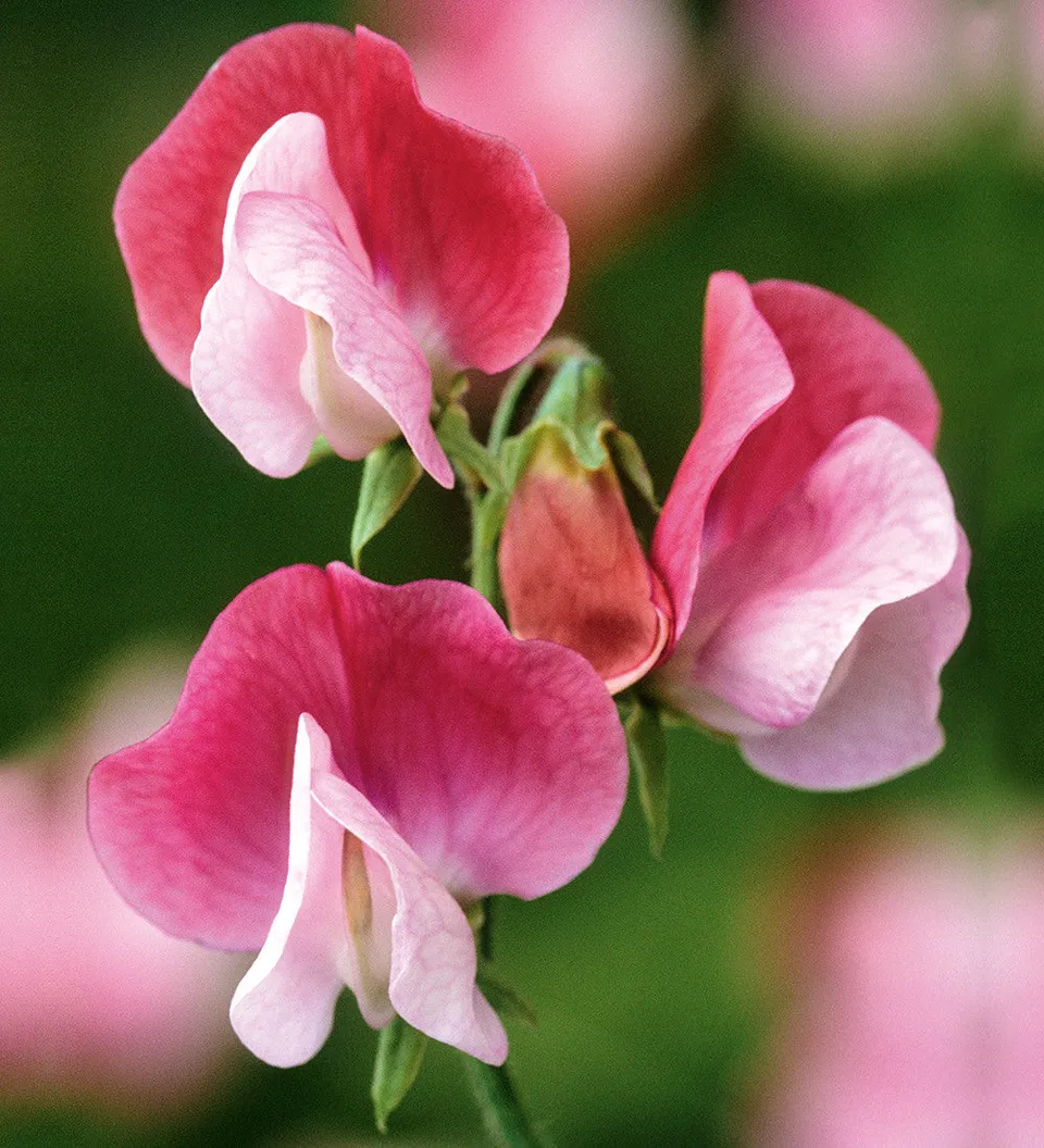 Sarah Raven Seeds Sweet Pea Painted Lady Blumensamen 20 Stück duftend