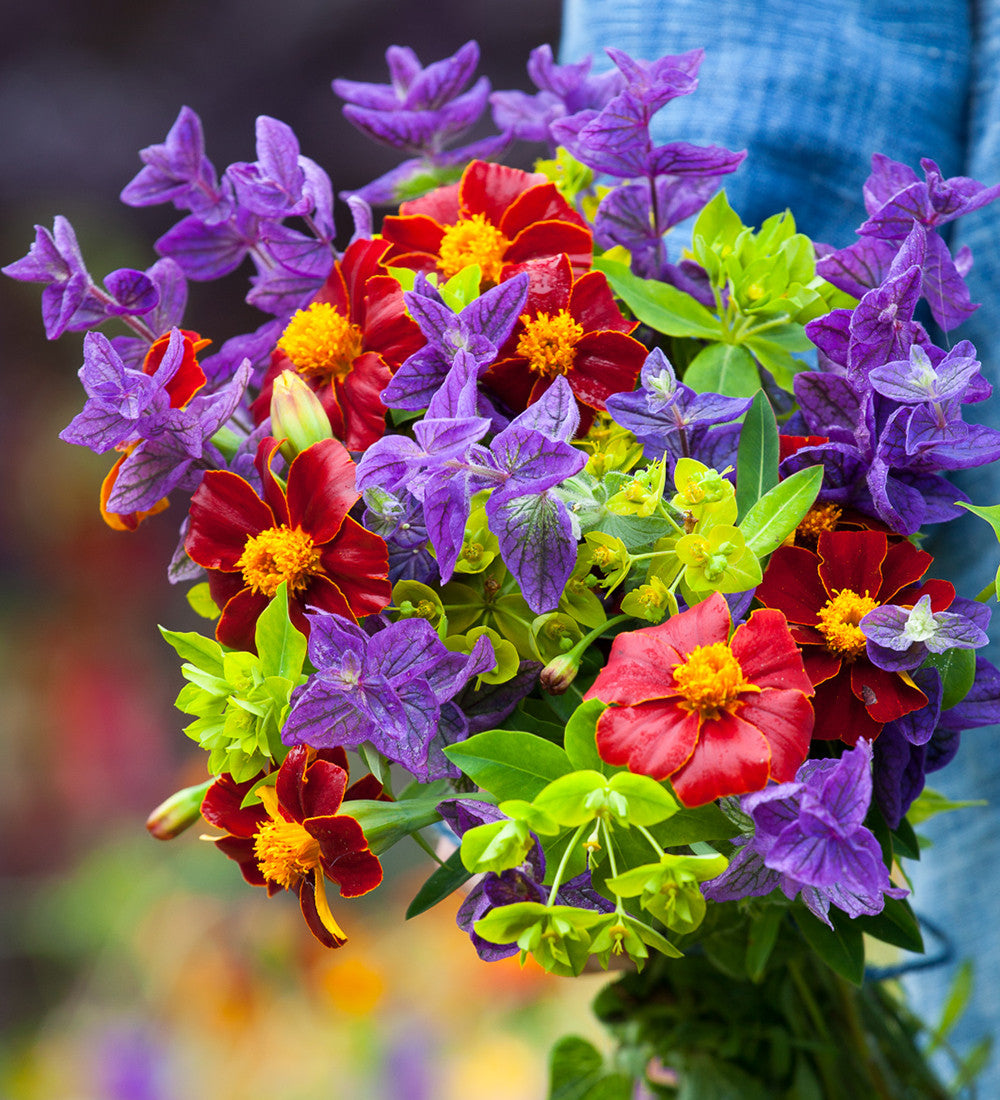 Sarah Raven Seeds Tagetes Burning Embers Blumensamen 50 Samen