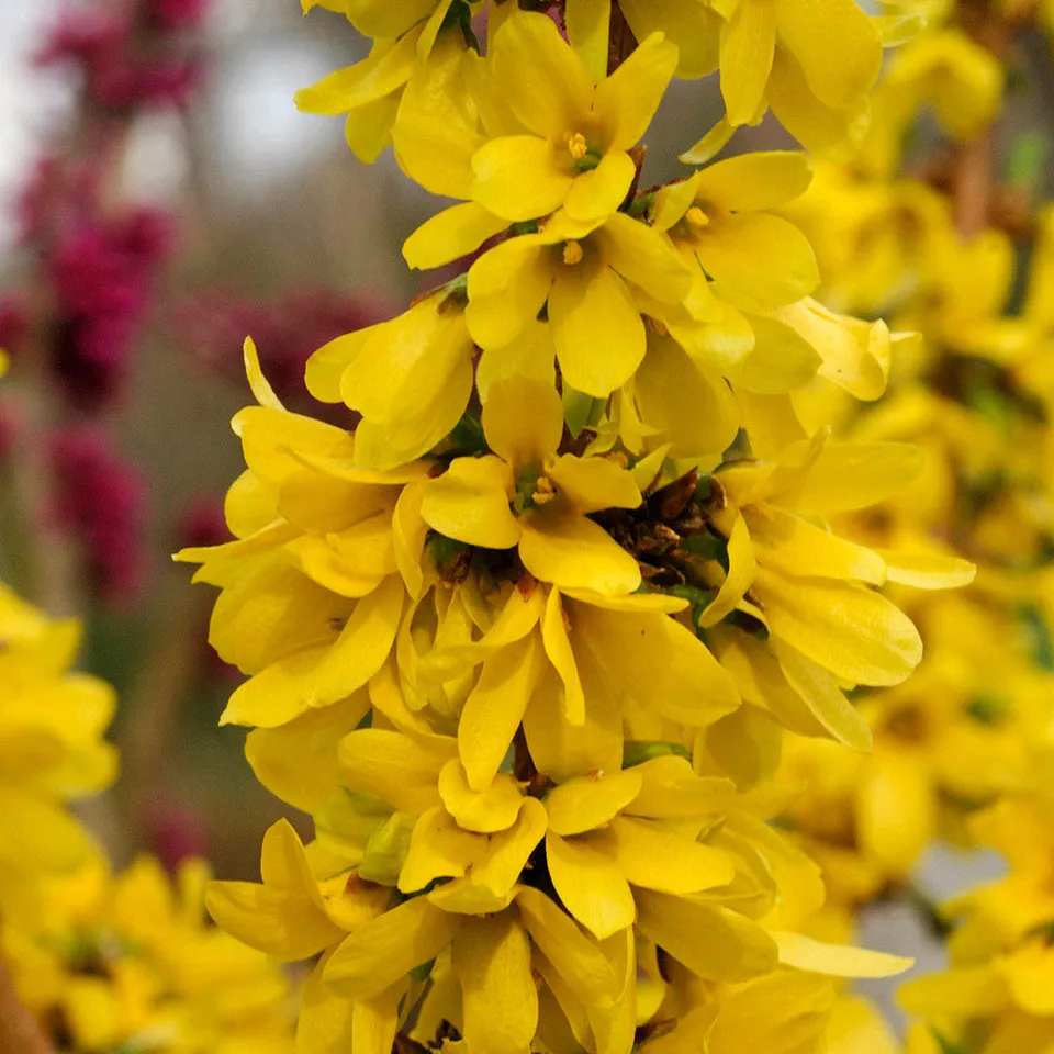 Sarah Raven Plants Forsythia Mikador Strauch 2 Liter Topf gelb
