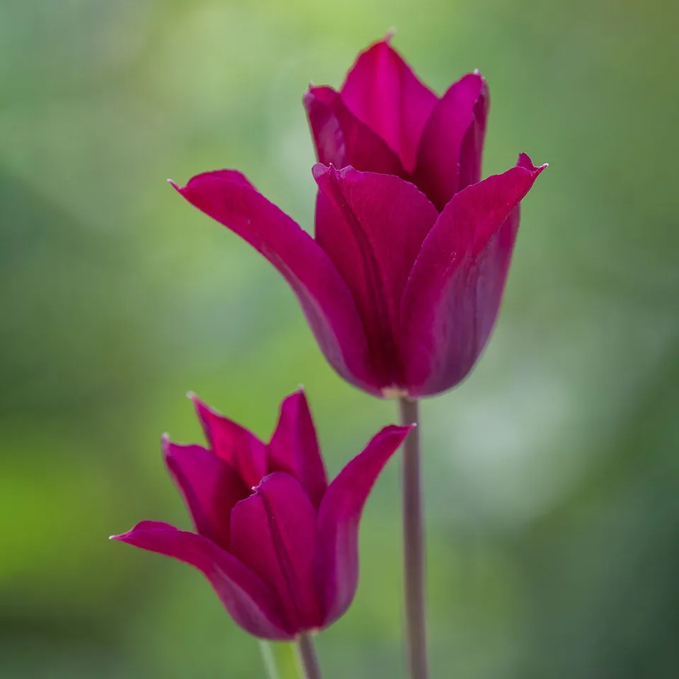 Sarah Raven Bulbs Tulpe Purple Heart Zwiebeln 10 Stück lila