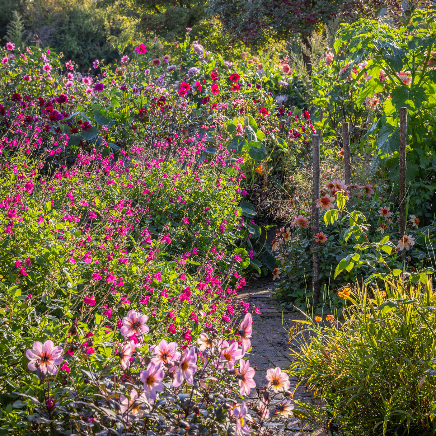 Sarah Raven Offene Gartentage August September Ticket Garten