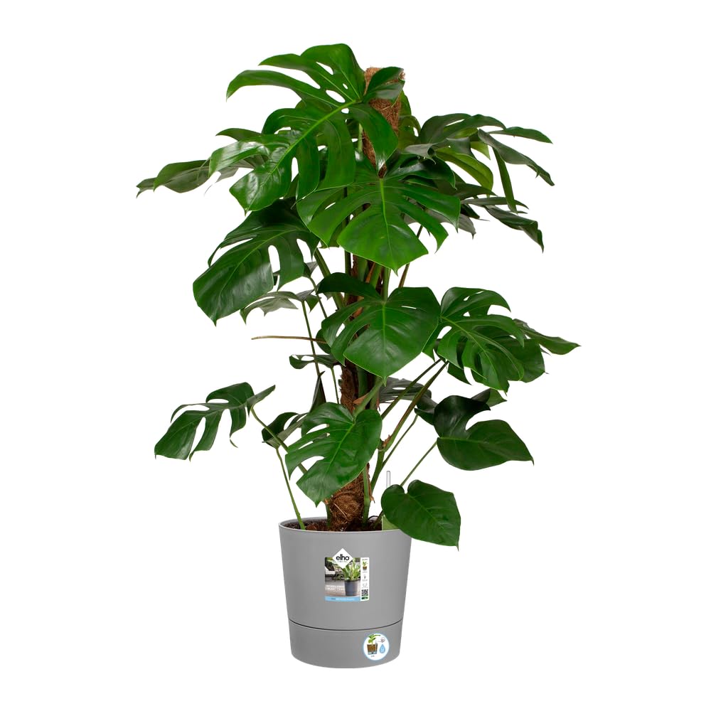elho Aqua Care Rund 30 Blumentopf Light Beton 30cm