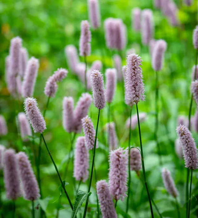 Sarah Raven Plants Persicaria bistorta Pflanze 3x 9cm Topf Dauerblüher