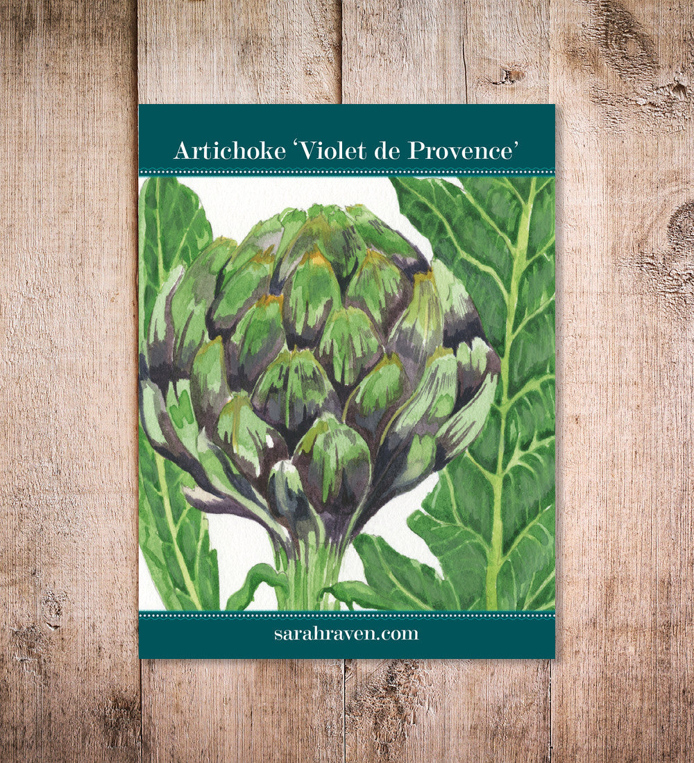 Sarah Raven Artischocke Violet de Provence Samen 30 Samen früh