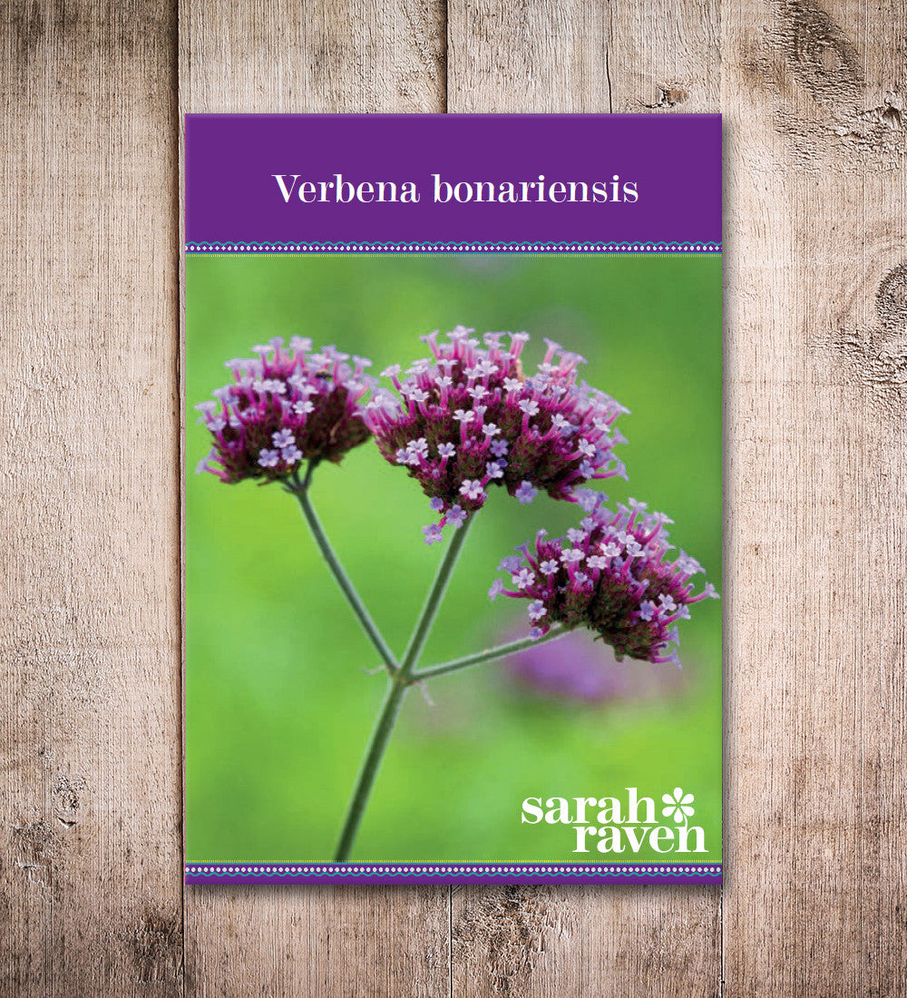 Sarah Raven Verbena bonariensis Samen 250 Stück lila