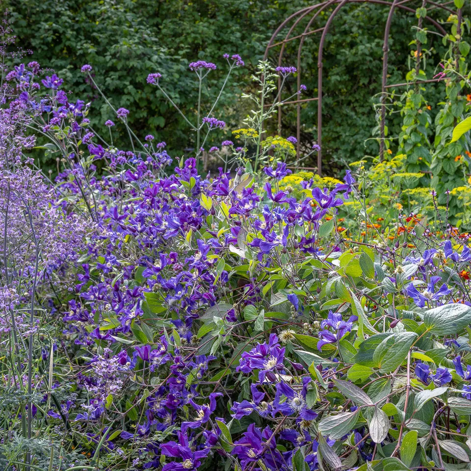 Sarah Raven Plants Purple Haze Stauden 7 Pflanzen lila