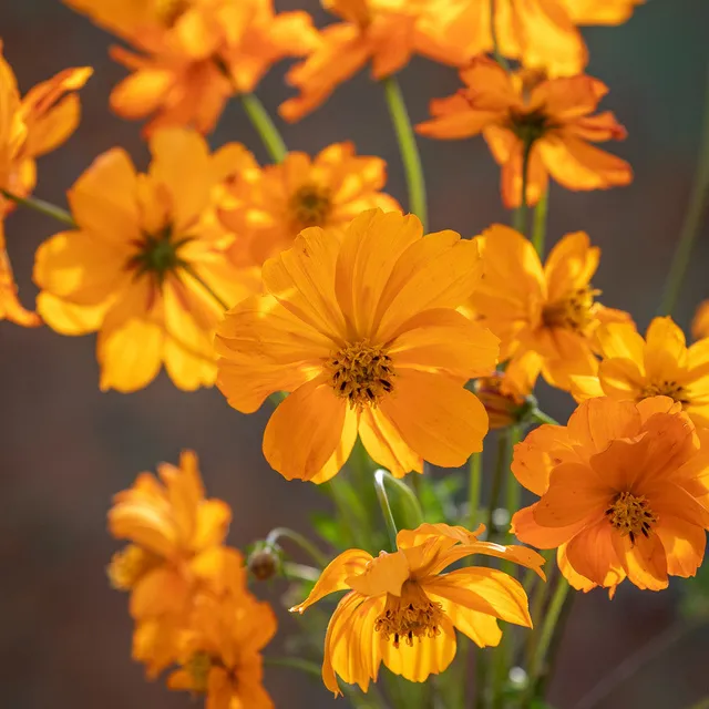 Sarah Raven Plants Cosmos Tango Samen 30 Stück Orange