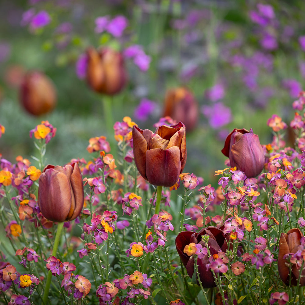 Sarah Raven Tulpe Dom Pedro Blumenzwiebeln Terracotta 10 Stück