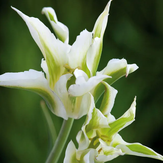 Sarah Raven Bulbs Tulip Green Star Zwiebeln 10 grün-weiß