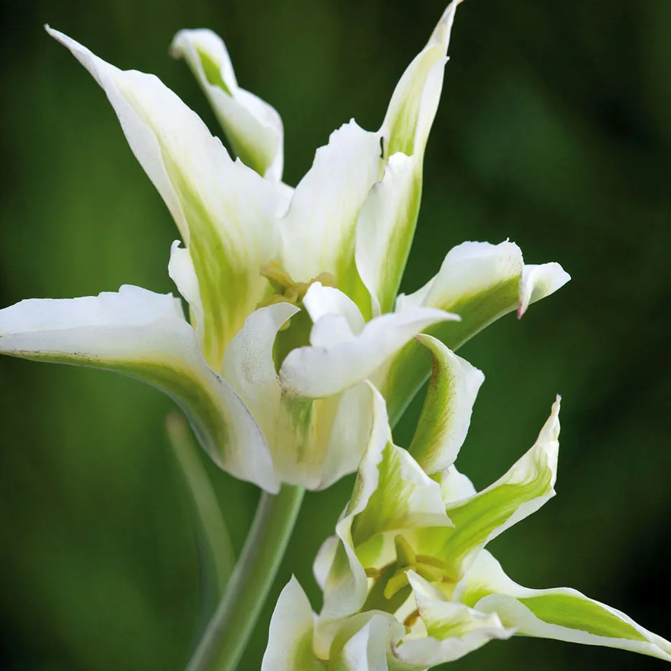 Sarah Raven Bulbs Tulip Green Star Zwiebeln 10 grün-weiß