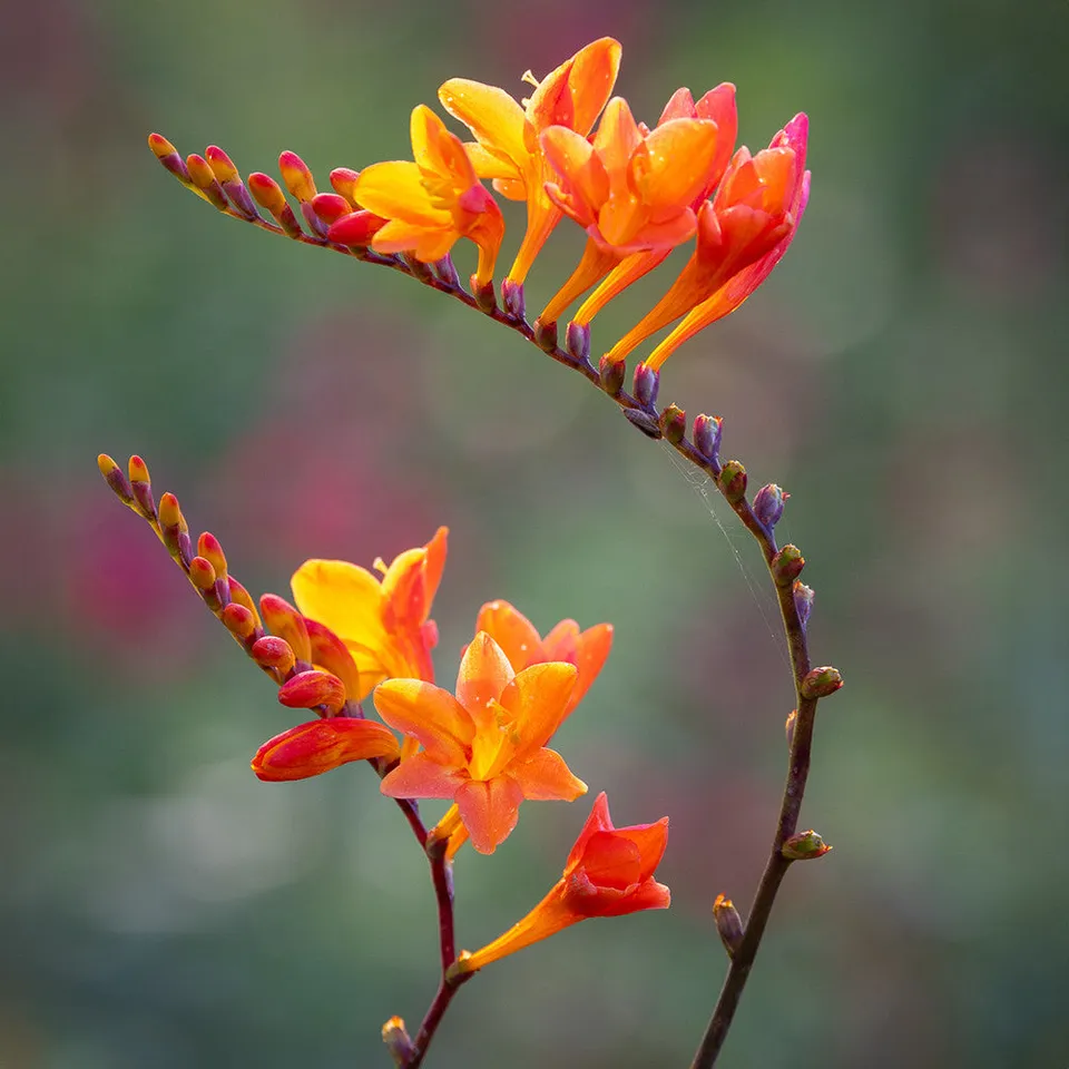 Sarah Raven Bulbs Crocosmia Prince of Orange 20 Zwiebeln