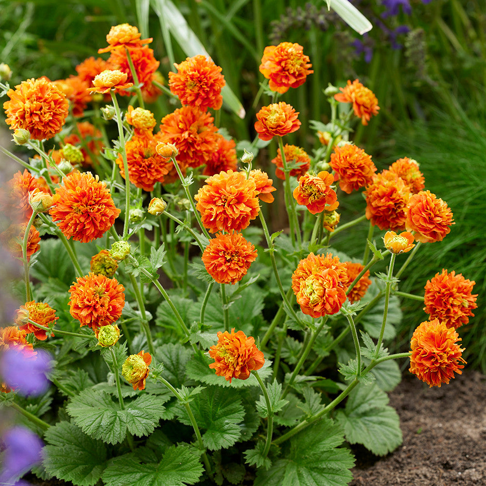 Sarah Raven Plants Geum Orange Pumpkin Pflanze 3x9cm orange