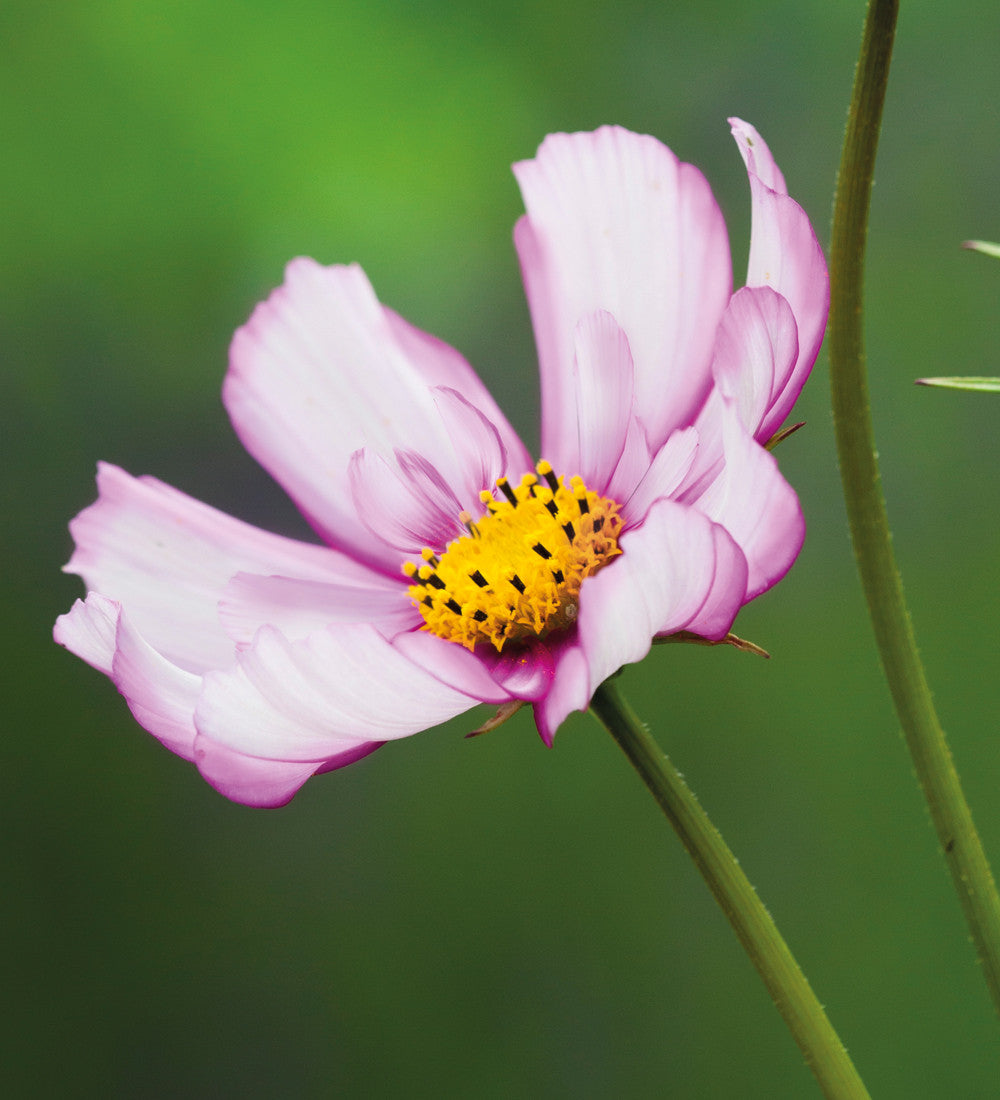 Sarah Raven Plants Pale Cosmos Collection Pflanzen 12x 9cm helle Mischung