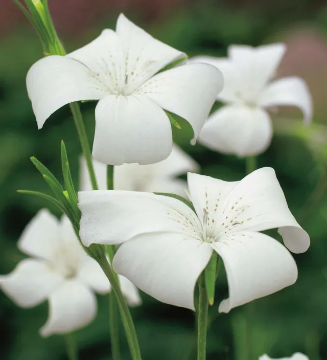 Sarah Raven Seeds Kornrade Milas Snow Queen Samen 250 Stück weiß