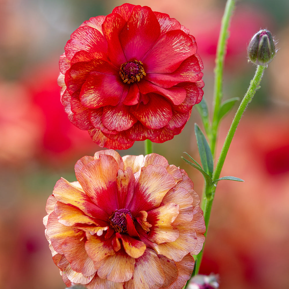 Sarah Raven Bulbs Ranunkel Butterfly Hades 3 Knollen rot