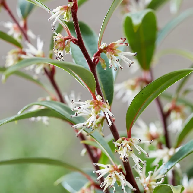 Sarah Raven Plants Sarcococca Purple Gem Pflanze 2 Liter Topf Duft