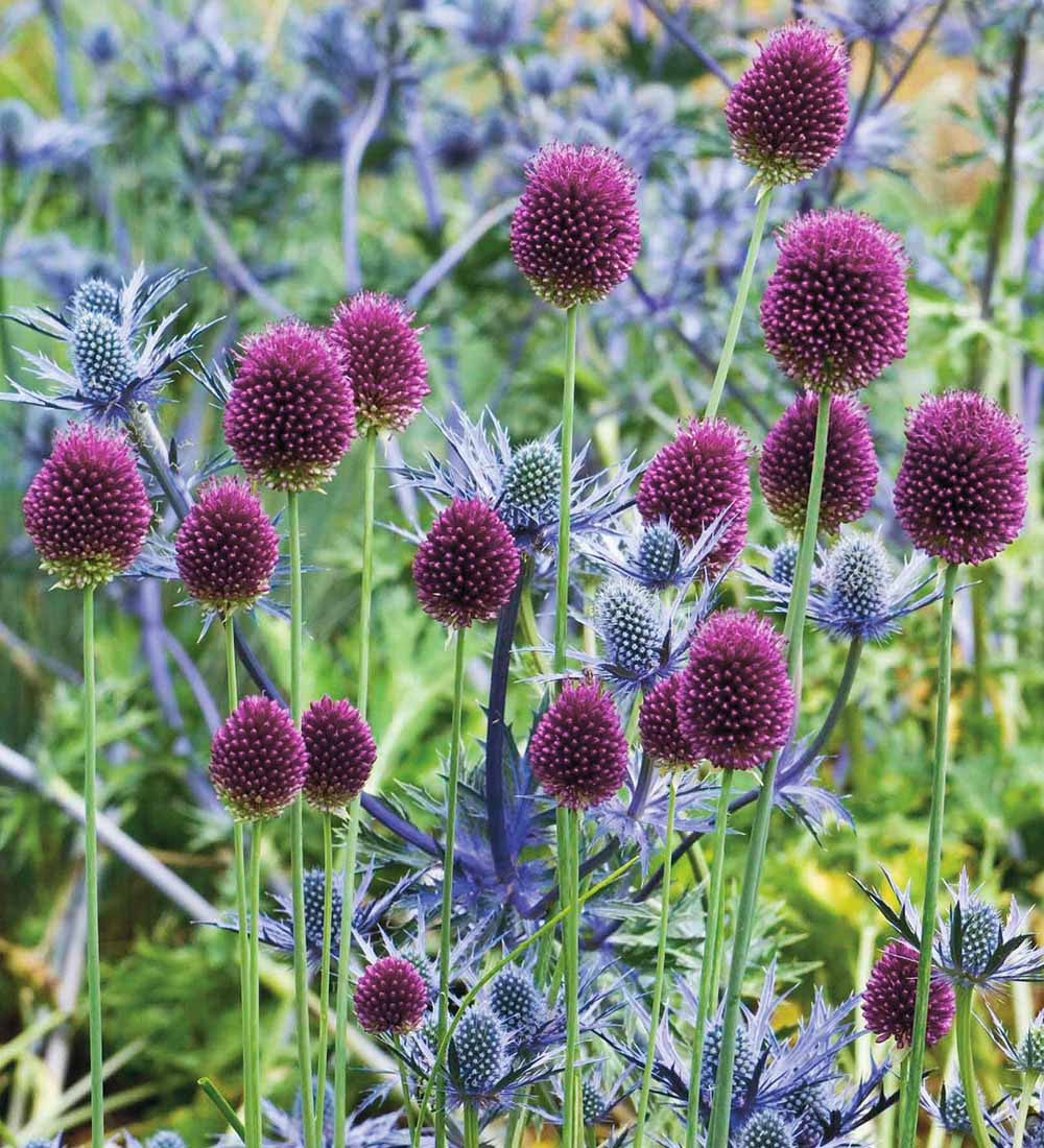 Sarah Raven Allium sphaerocephalon Blumenzwiebel 40 Zwiebeln spät