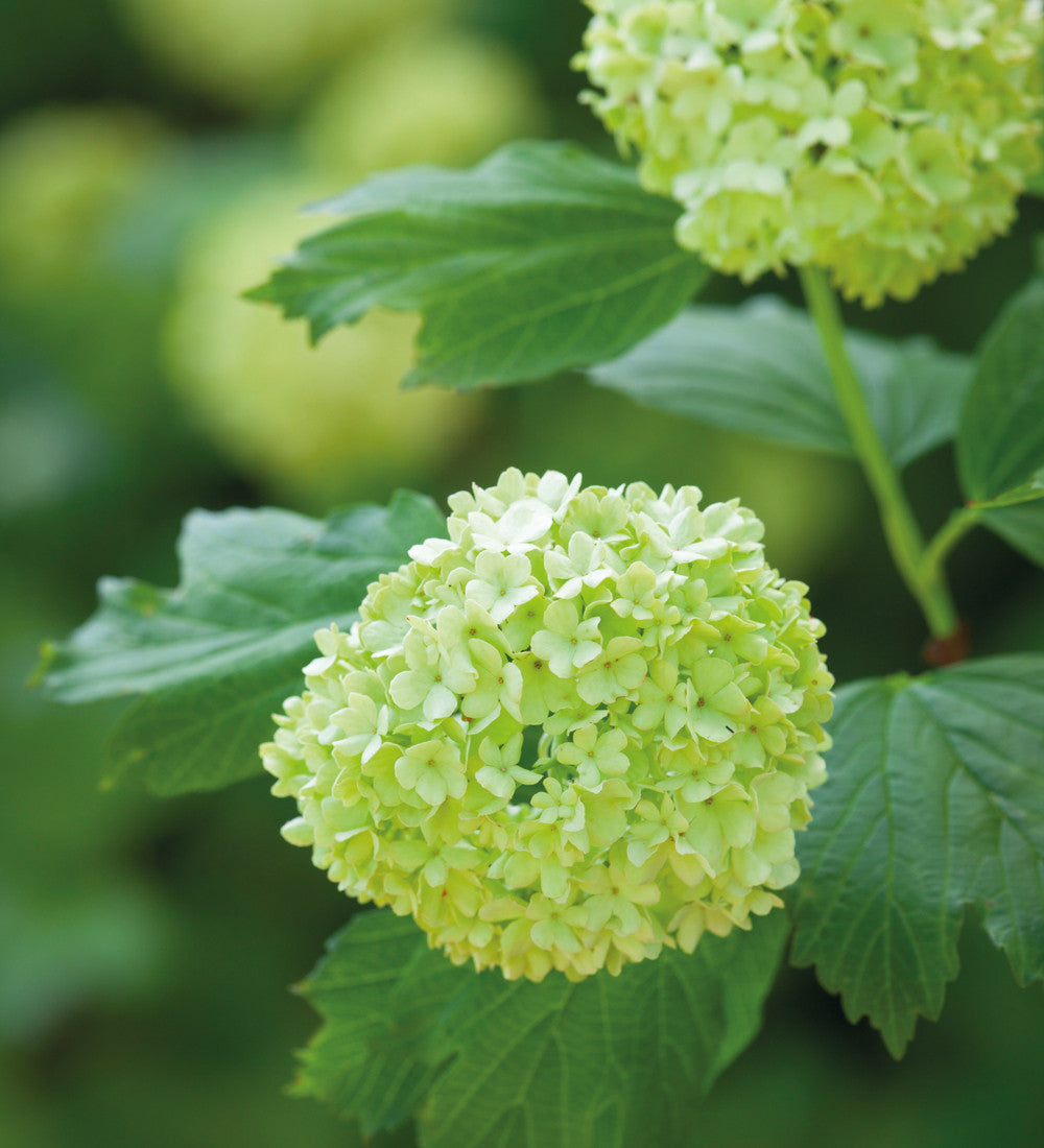 Sarah Raven Plants Viburnum Roseum Pflanze 1x 2L Topf weiß