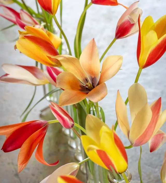 Sarah Raven Bulbs Wildtulpen Kollektion Blumenzwiebeln 45 Stück mehrjährig