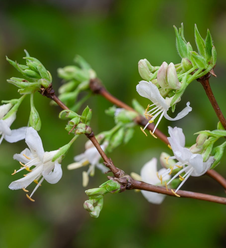 Sarah Raven Plants Lonicera Winter Beauty Strauch 2-Liter-Topf