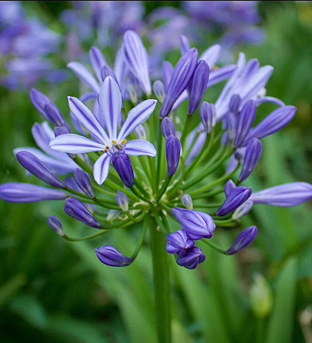 Sarah Raven Agapanthus Charlotte Schmucklilie 3x 9cm Blau