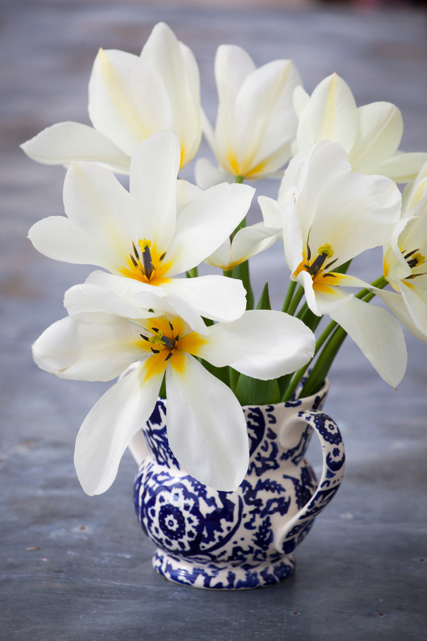 Sarah Raven Bulbs Tulpe Purissima Blumenzwiebeln 10 Stück cremeweiß