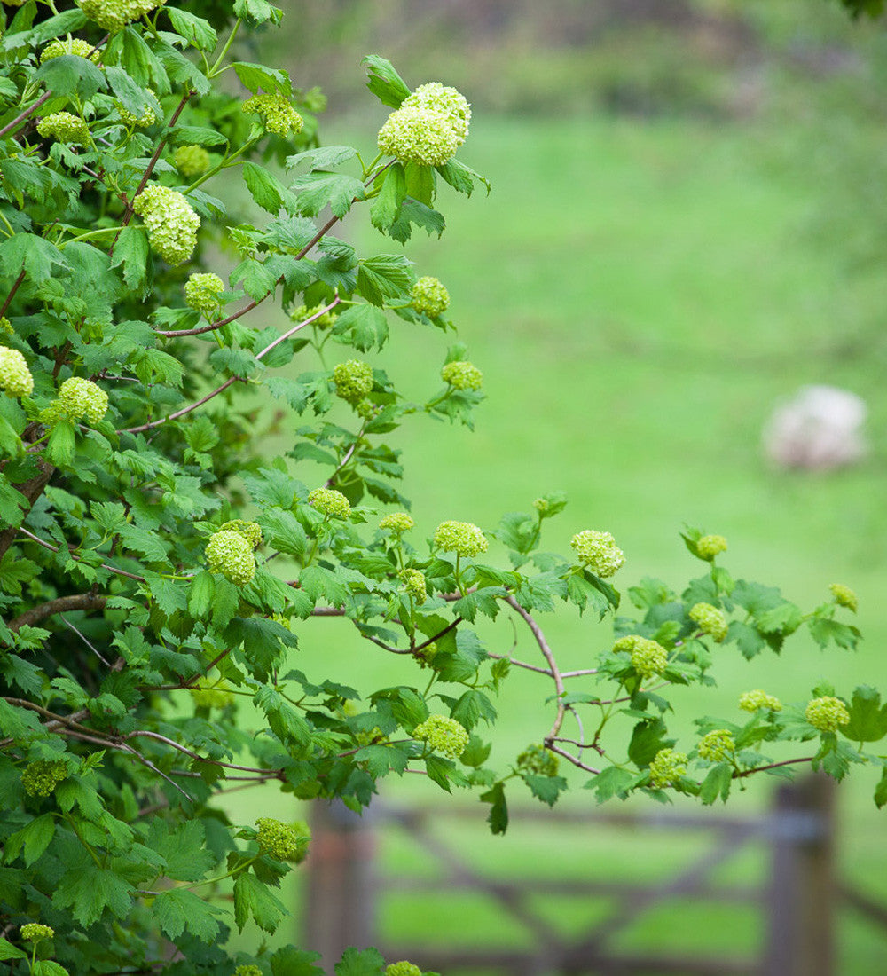 Sarah Raven Plants Viburnum Roseum Pflanze 1x 2L Topf weiß