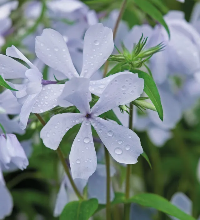 Sarah Raven Phlox Clouds of Perfume Pflanze 3x 9cm Duft