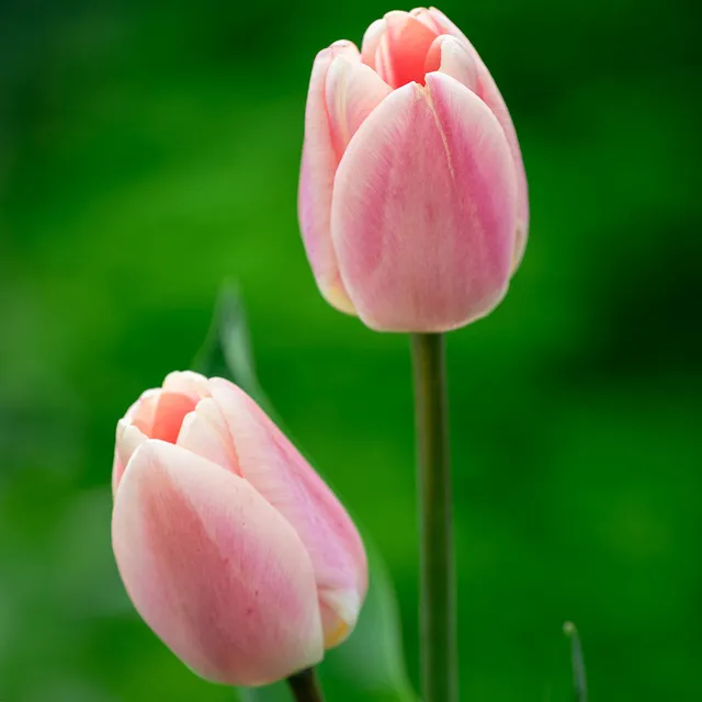Sarah Raven Tulpe Apricot Pride Blumenzwiebeln 10 Stück groß