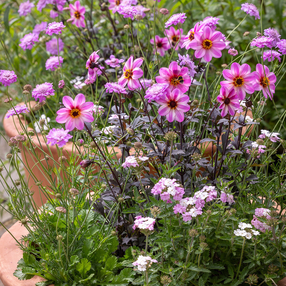 Sarah Raven Plants Butterfly Pink Topfpflanzen 6x9cm Set