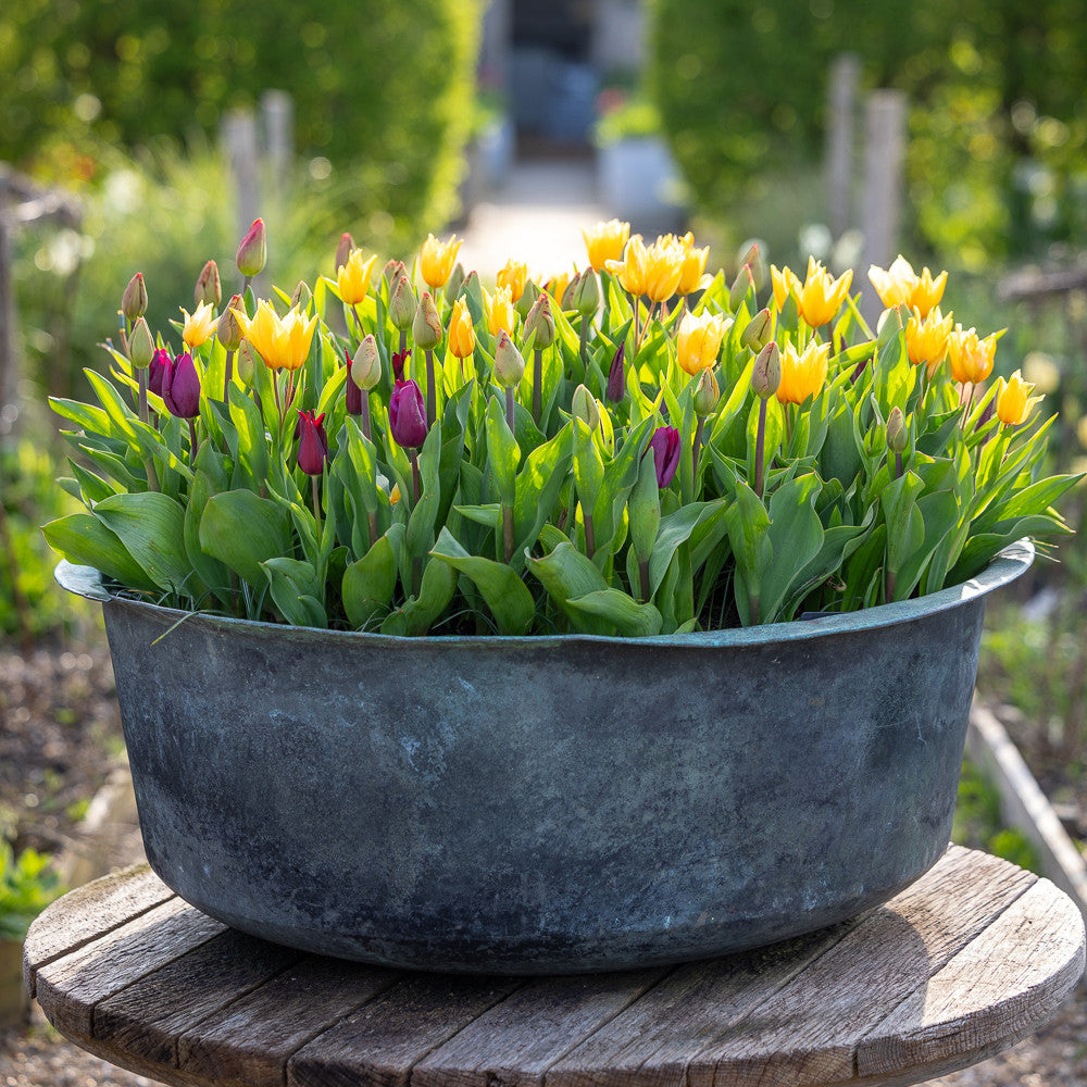 Sarah Raven Bulbs March to May Tulpenzwiebeln 40 Stück